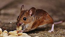 24 Hour & Emergency Exterminators in Thornburg, AR